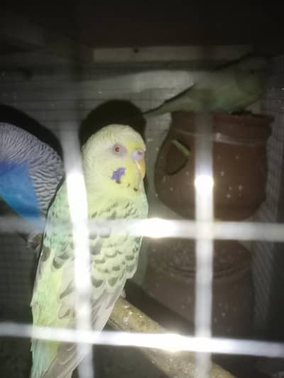 Australian Budgies  & Cage