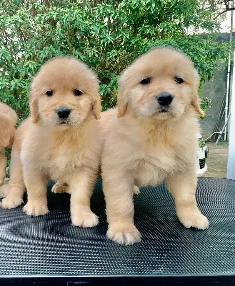 Golden Retriver puppies GR pedigree Dog — photo 4