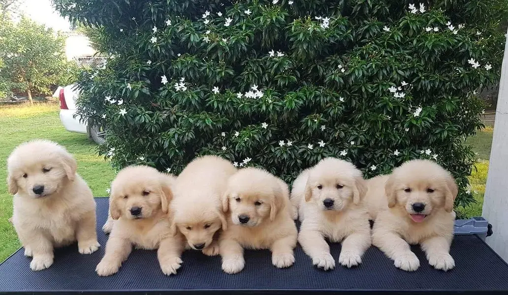 Golden Retriver puppies GR pedigree Dog — photo 6