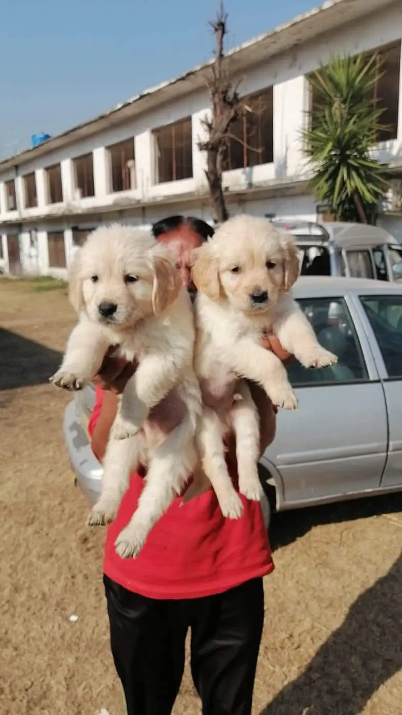 Golden Retriver puppies GR pedigree Dog — photo 8