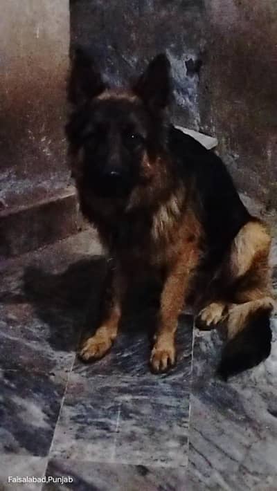 Garman shaft Long Cort