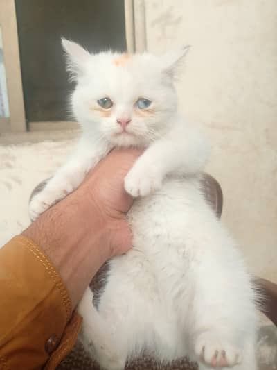 dabal eyes tripal cotid male kiten argant sell 03044658109