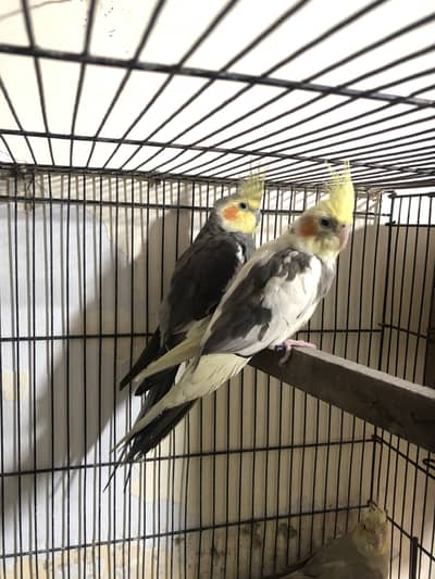 One cockatiel pair one extra female
