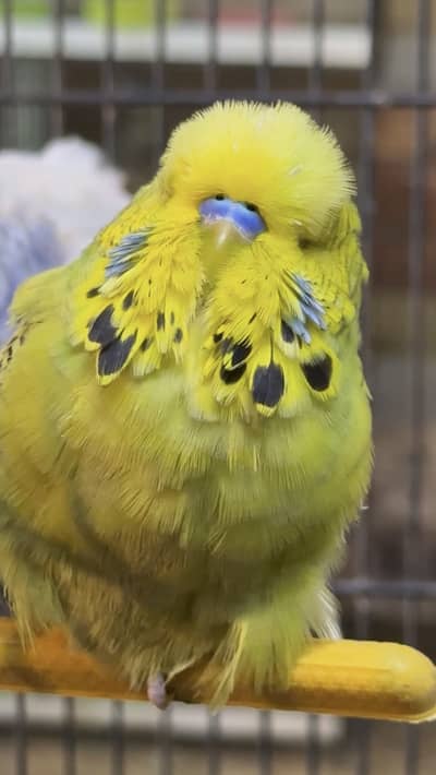 2 Exihibition males Active