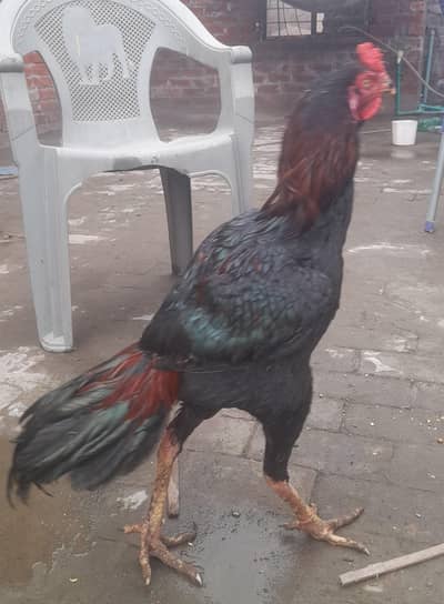 Thai and Pakistani Cross