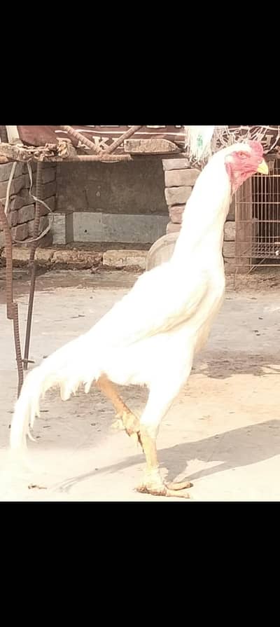 Paper white Aseel shamo+ Heera female