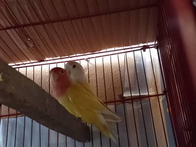 hand tame cockatiel or rozicolli love bird for sale