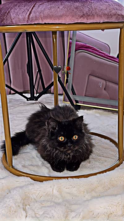 Persian cat 3 coat 5 face
