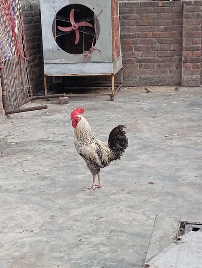 cock for sale from lahore