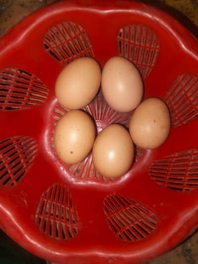 Fertile Eggs O Shamo