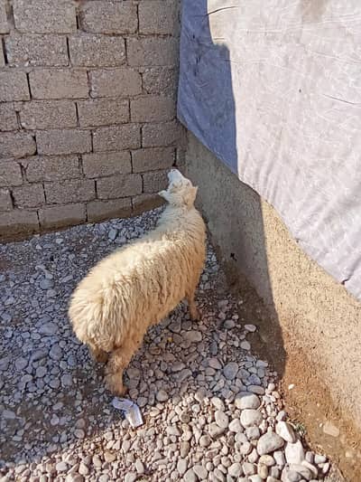 ships breda Dombi Faisalabad sadar bypass