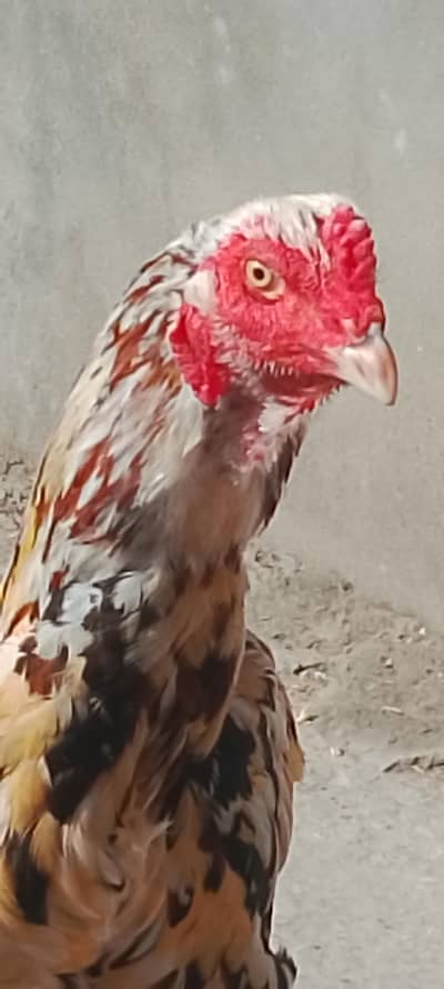 indian rampuri cross patha