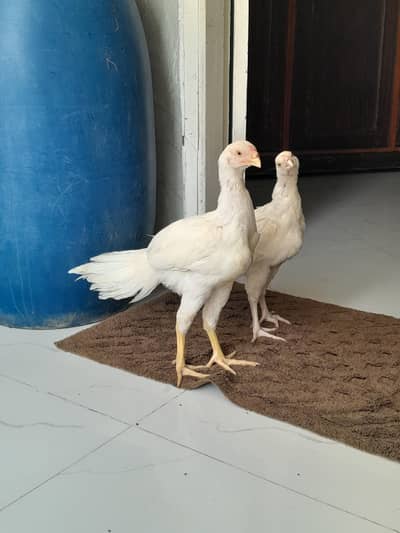 indain parrot beak for sale