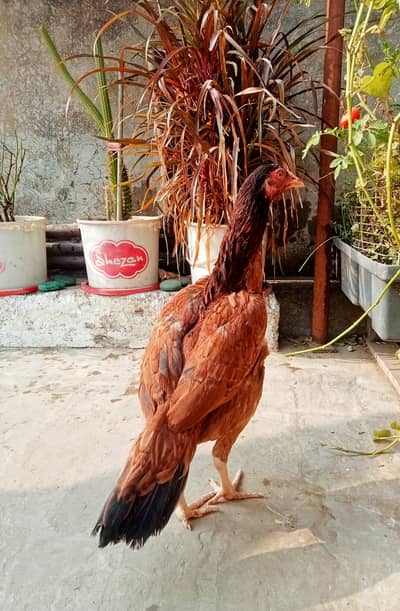 Pure Mianwali Old Blood Line Pathi.