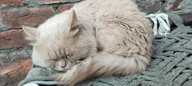 Persian cat