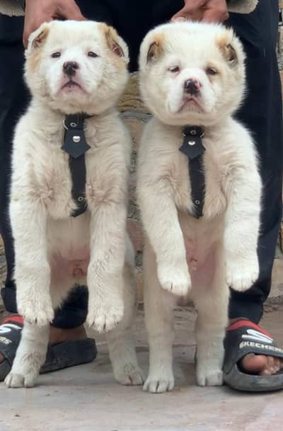 alabai | King alabai | Central Asian Shepherd | white Alabai puppies