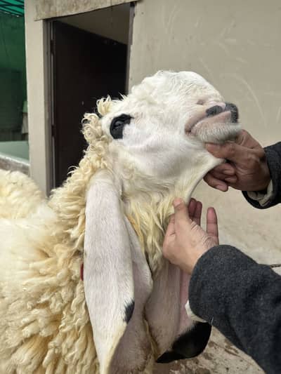 I want to sale my kajla 5 points complete