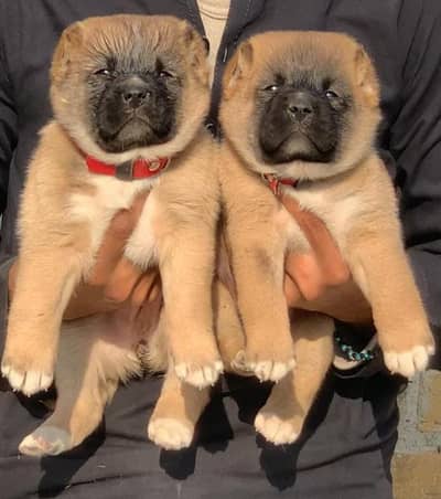 King alabai | alabai | Central Asian Shepherd | puppies | puppy | dog