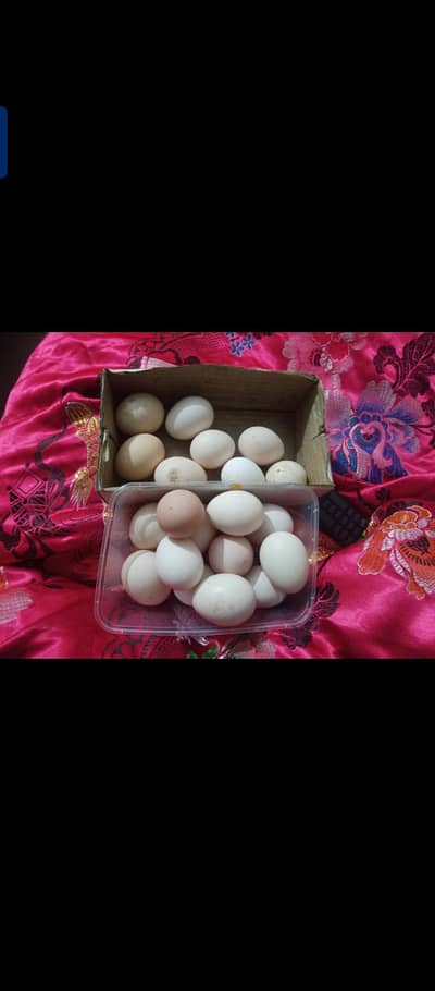 Astralope aur Desi Misri set eggs  for sale