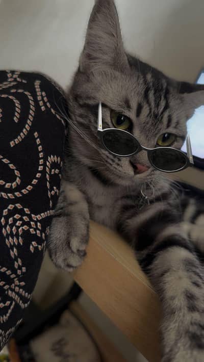 Female American Tabby Cat 