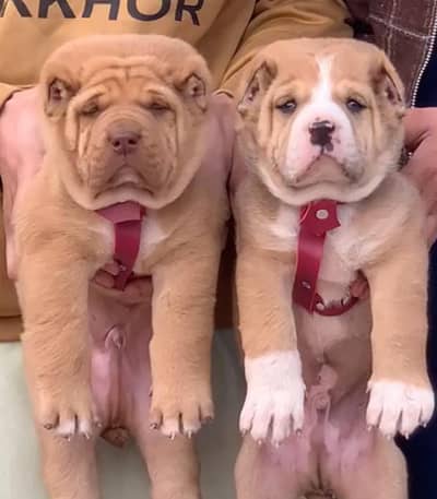 Central Asian Shepherd |  alabai | King alabai puppies pair for sale