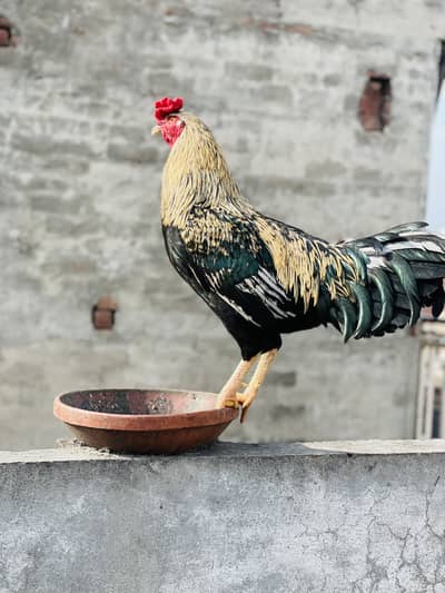 Ghr ka paltu aseel murga