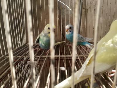 budgies  for sale