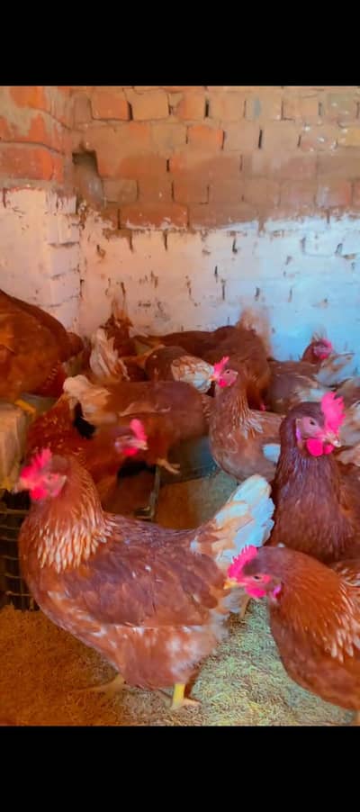 10 Loman Brown Hens Fresh 7 Months