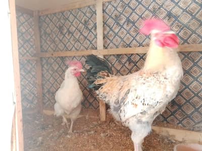 Murga and Murgi for Sale