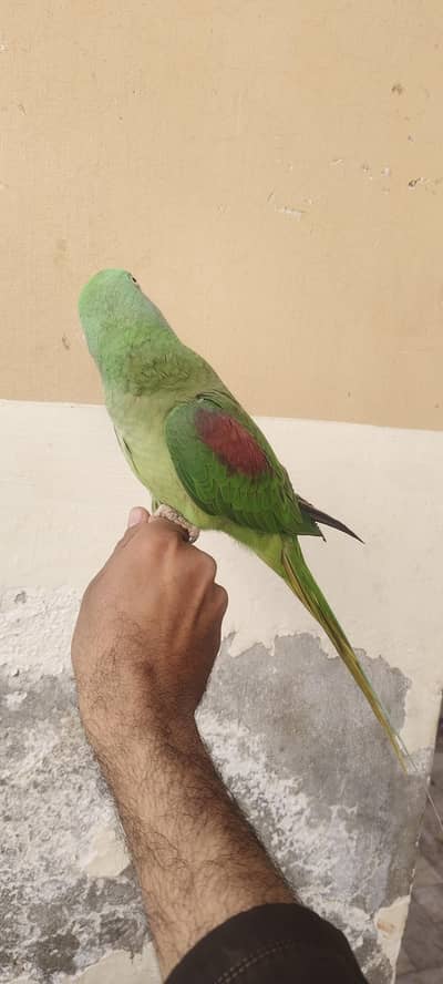 Raw/ Kashmiri female