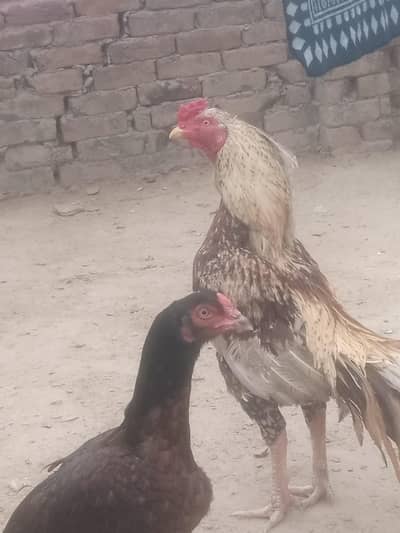 Aseel morga for seel