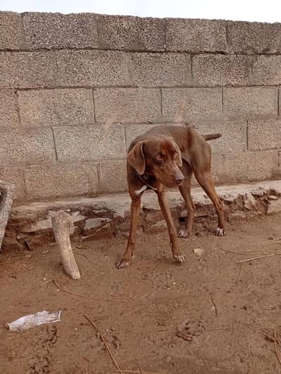 Pointer dog 100% shekar py lage hui