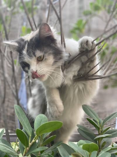 Persian double coat female paid adoption