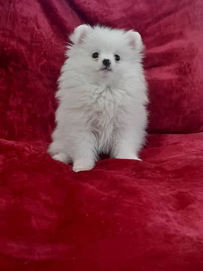 Pomeranian | Pomeranian Puppy | Pomeranian Dog / Pupps For Sale