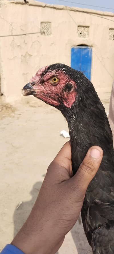 aseel madi full nasli