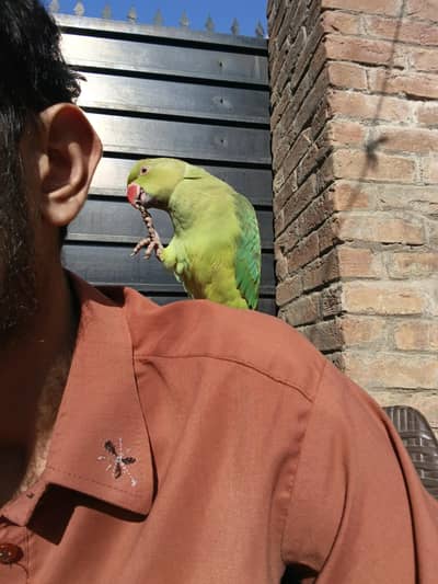 green neck hand tamed