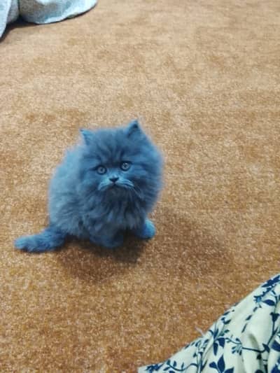 Persian kitten for sale