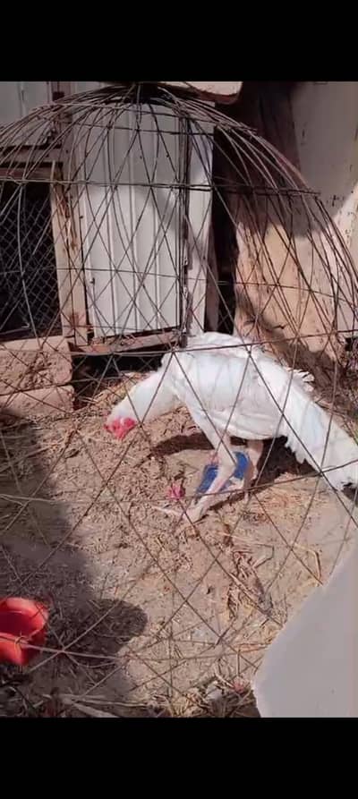 Adnan Aseel 03076748257 with tpni