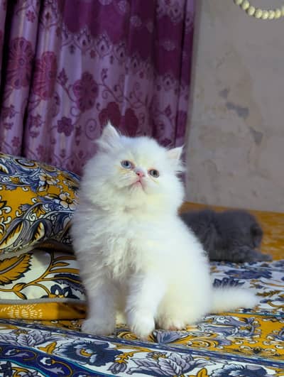 Persian kittens available for sale full healthy and active