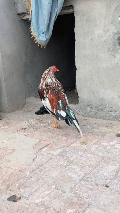 aseel patha cheena murga hean