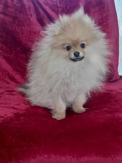 Pomeranian Puppy | Cup size Puppy | Toy Breed Pomeranian For Sale