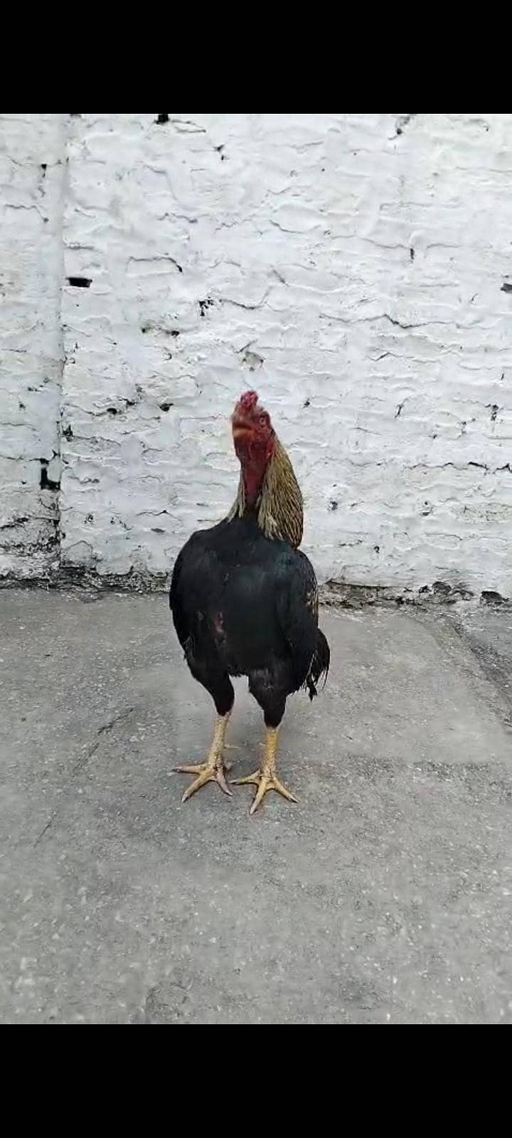 quality java breeder one eye 0