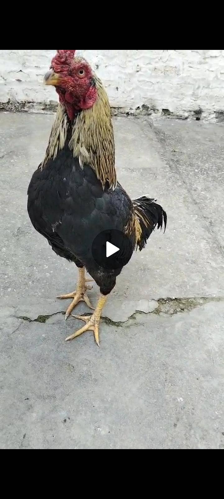 quality java breeder one eye 1