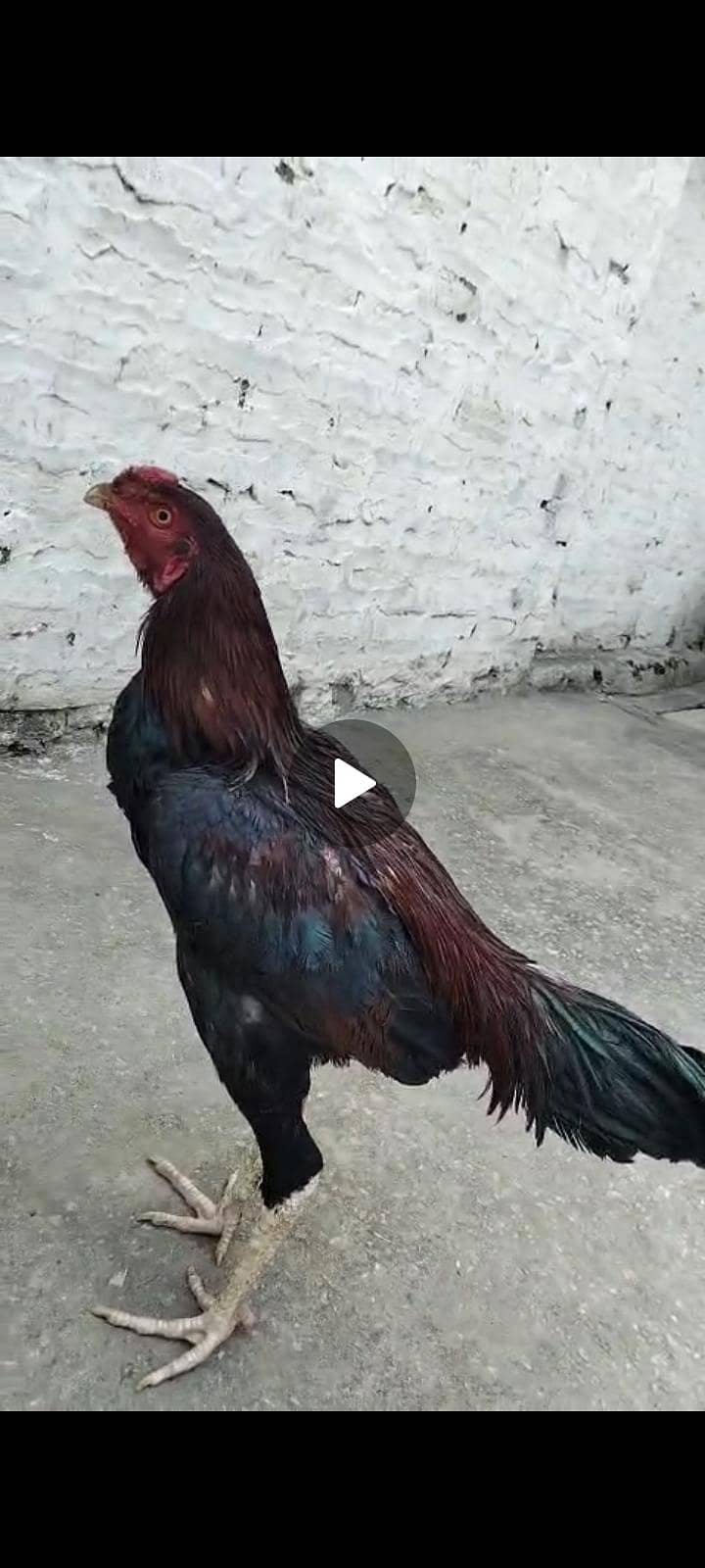 quality java breeder one eye 4