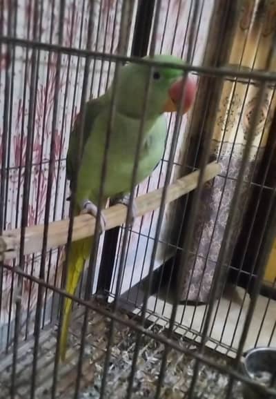 yellow ringneck pair