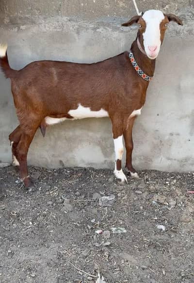 CHAMBI TEDDY FEMALE WHITE EYES