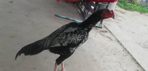 high quality aseel patha