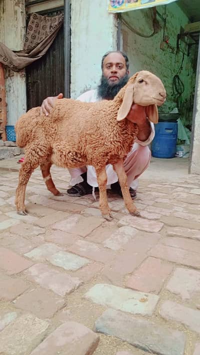 Turkey Dumba | Sheep | Goat | Bakra Kheera bacha | For sale