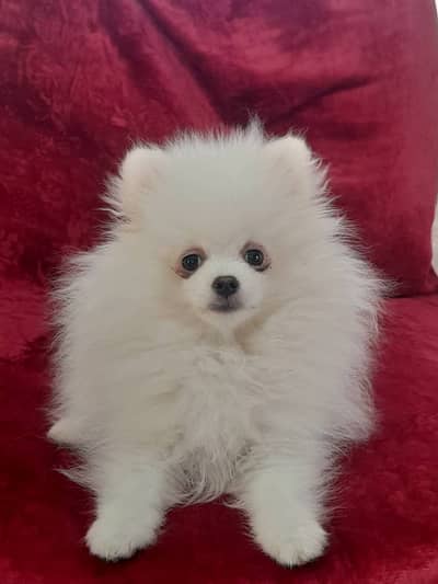 Pomeranian Dog | Pomeranian Puppy | Pure Breed Pomeranian For Sale