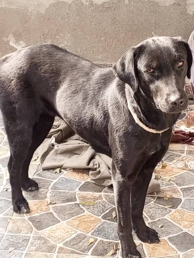 lab female urgent sale